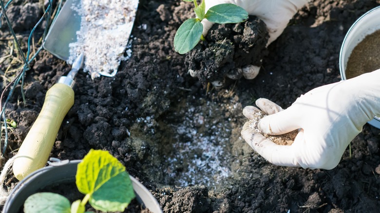 planting cucumbers with ground eggshells