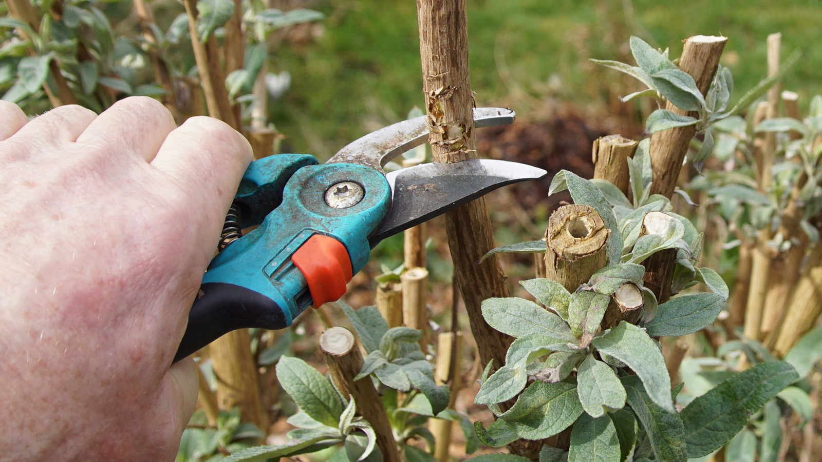 When To Cut Back A Butterfly Bush