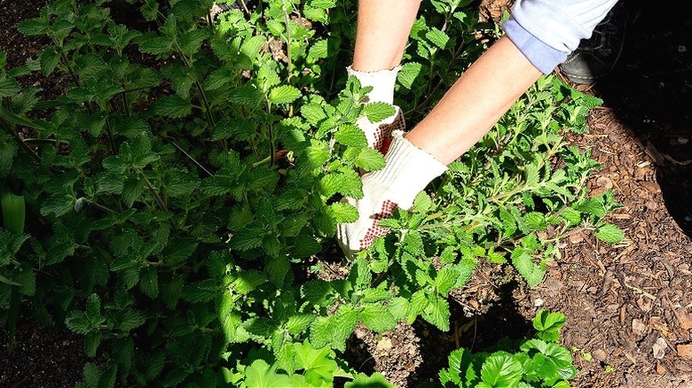 Person tending to catmint plants