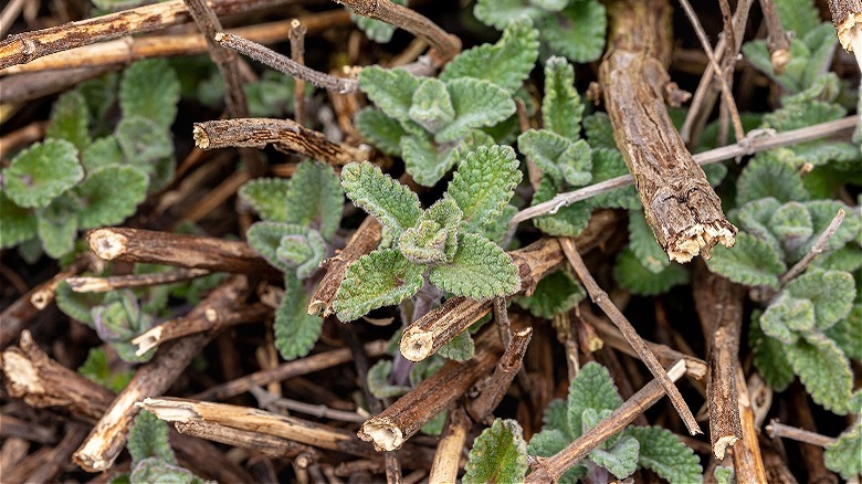 Catmint plants in early spring