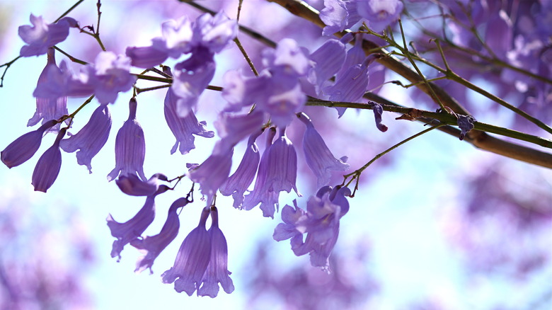 Close-up of jacaranda tree flowers