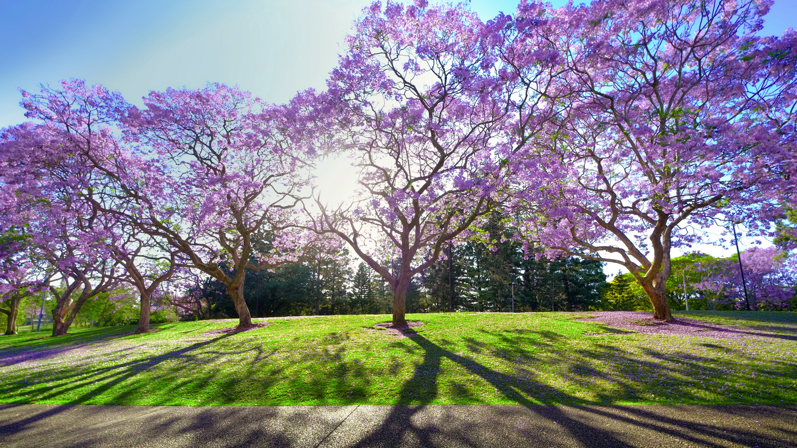 When To Expect Your Purple-Flowering Jacaranda Trees To Bloom