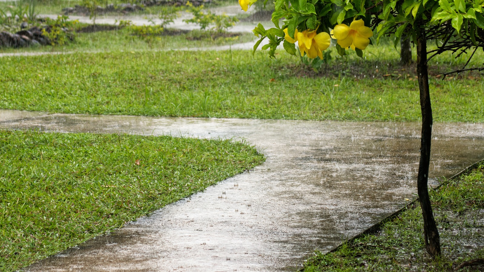 When To Fertilize Your Lawn: Should You Do It Before Or After Rain?