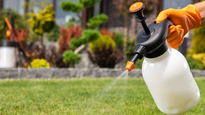 Hand spraying pesticide on lawn