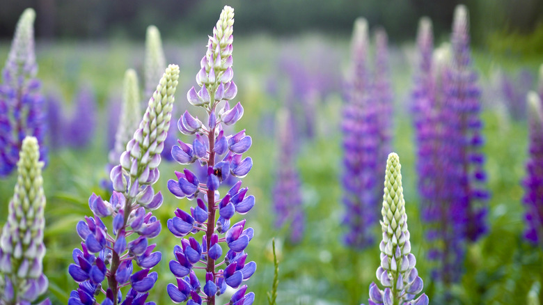 lupine flowers