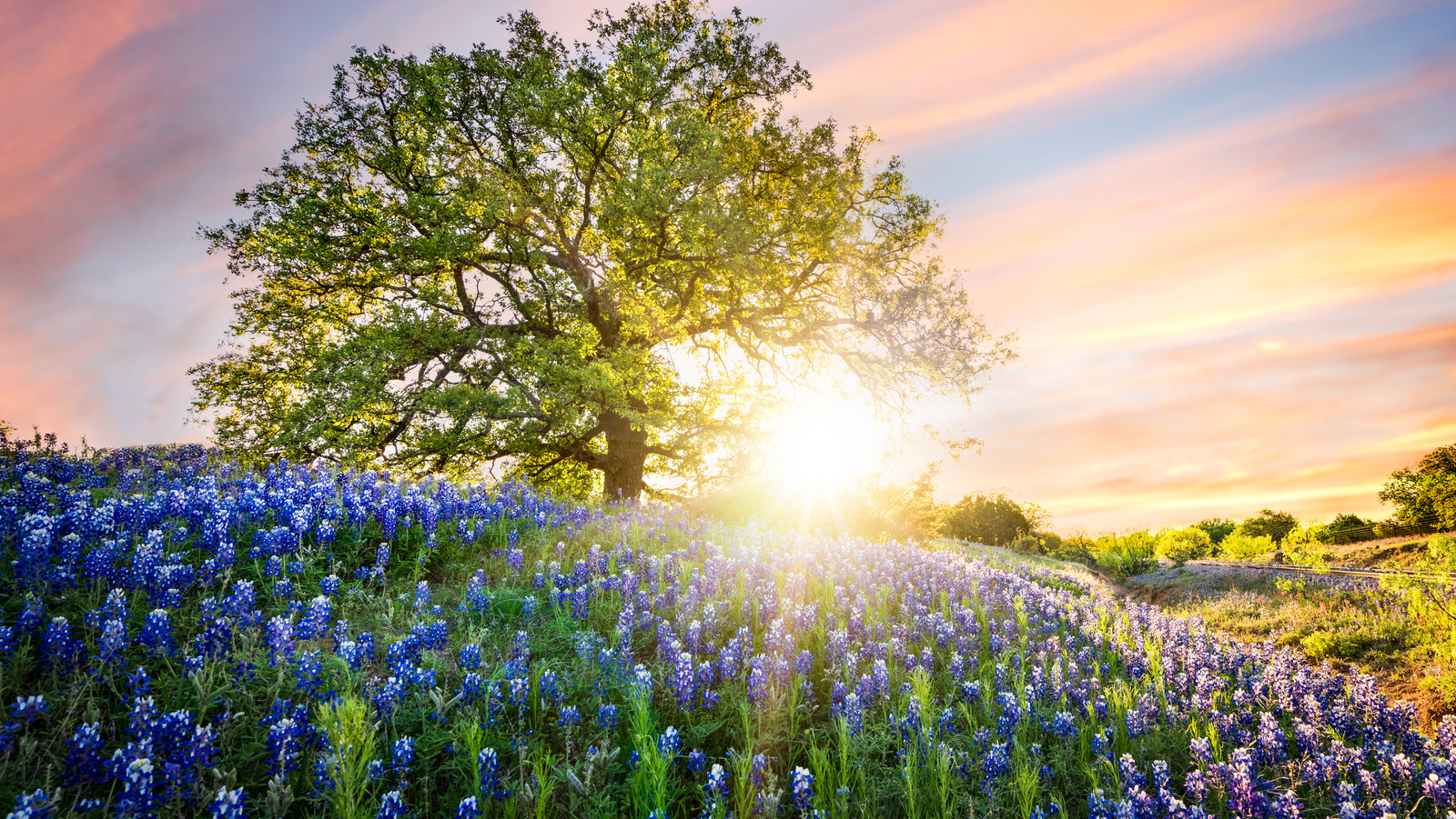 when-to-plant-bluebonnet-seeds-for-stunning-vibrant-blooms