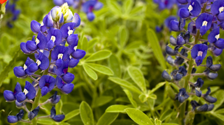 bluebonnet flowers 