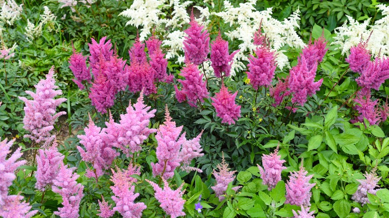 Pink astilbes