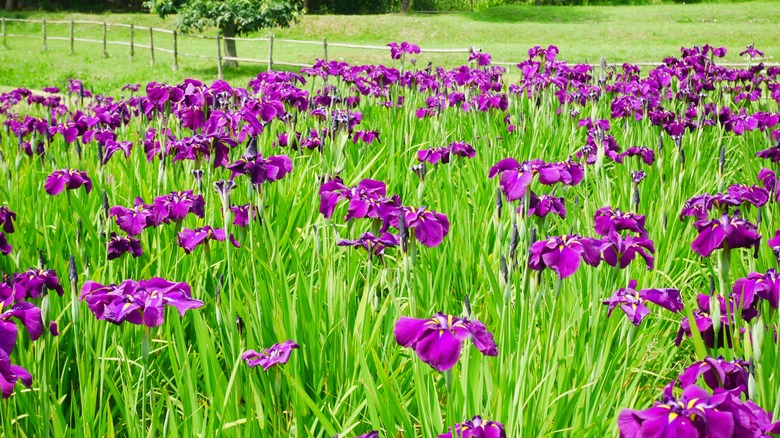 Japanese irises in field