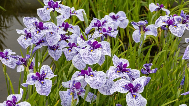 white and purple Japanese iris