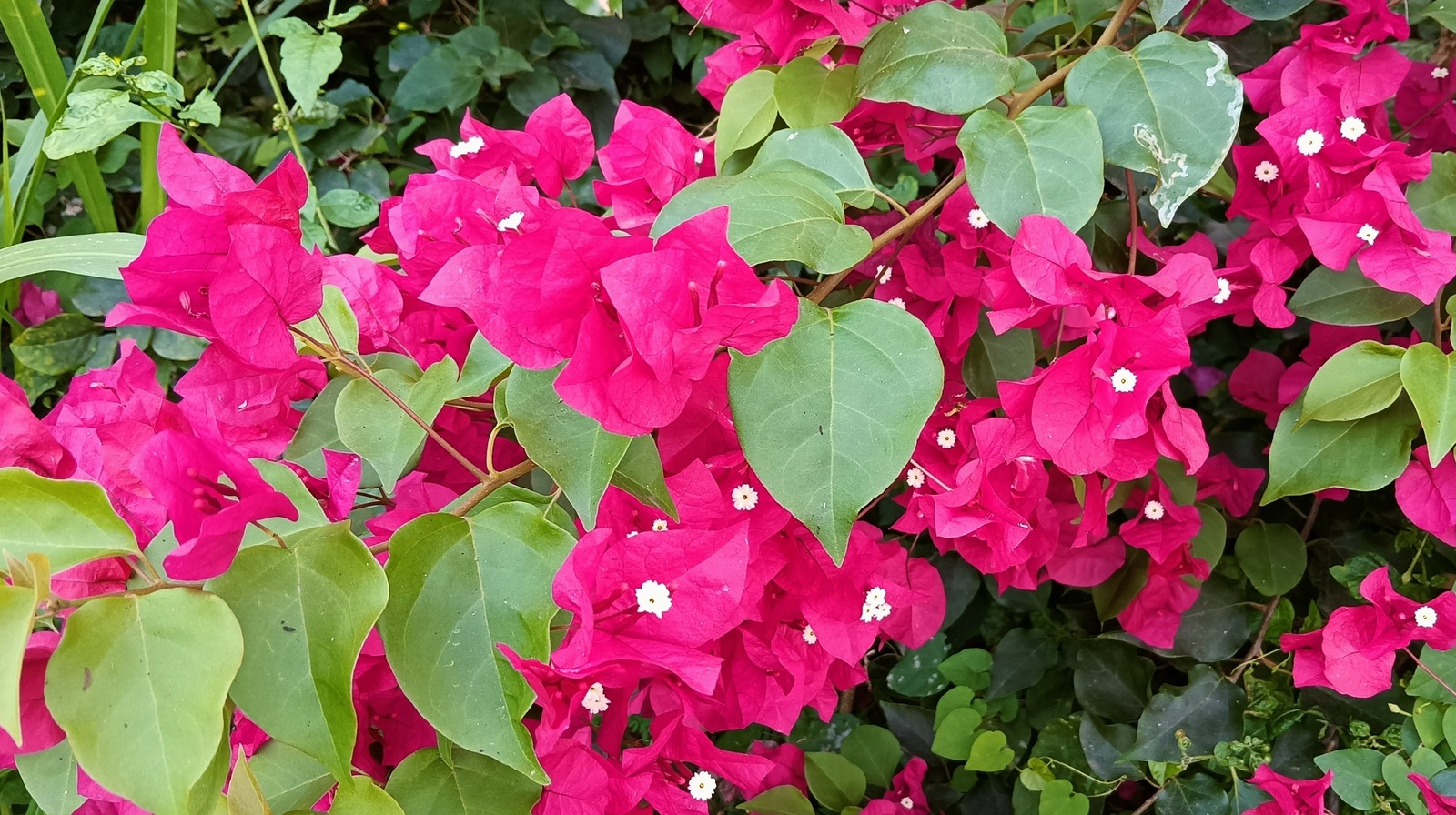 When To Propagate Your Bougainvillea, And The Best Way To Do It