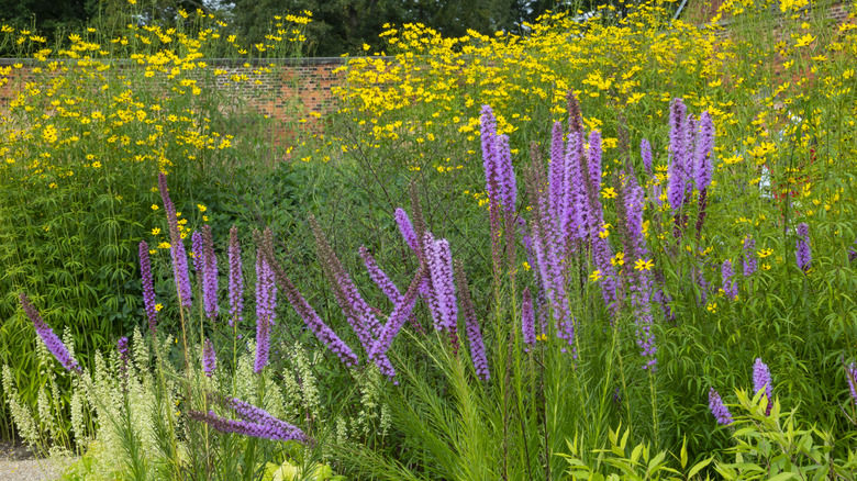 blazing star in garden with yellow flowers