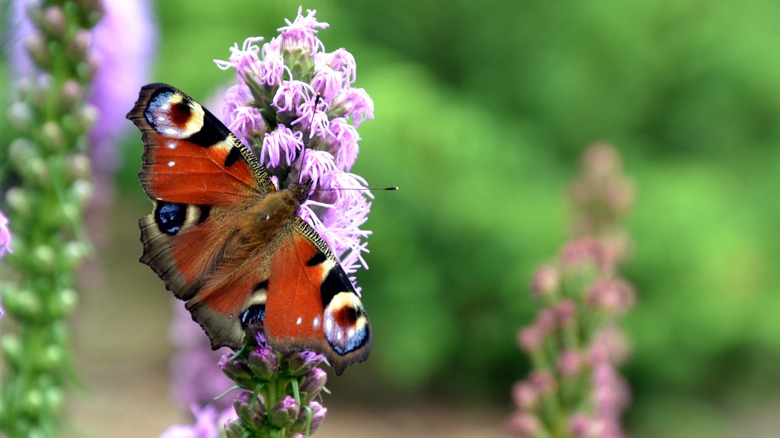 butterfly on blazing star plant