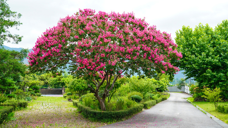 flowering crepe myrtle in garden