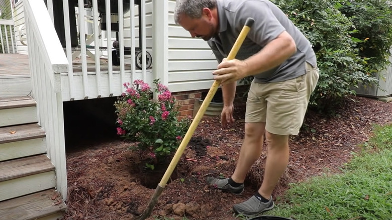 man transplanting crepe myrtle