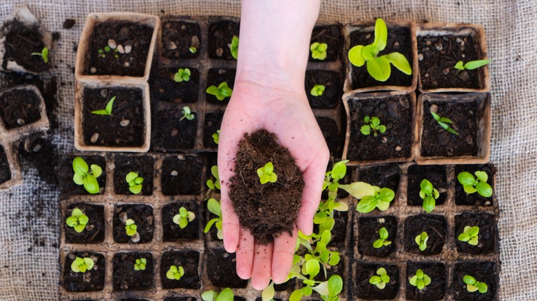 hand above tray of seedlings