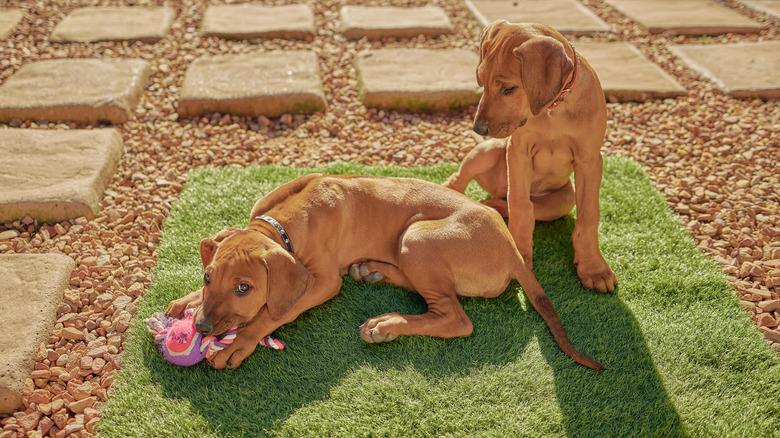 dogs on artificial grass