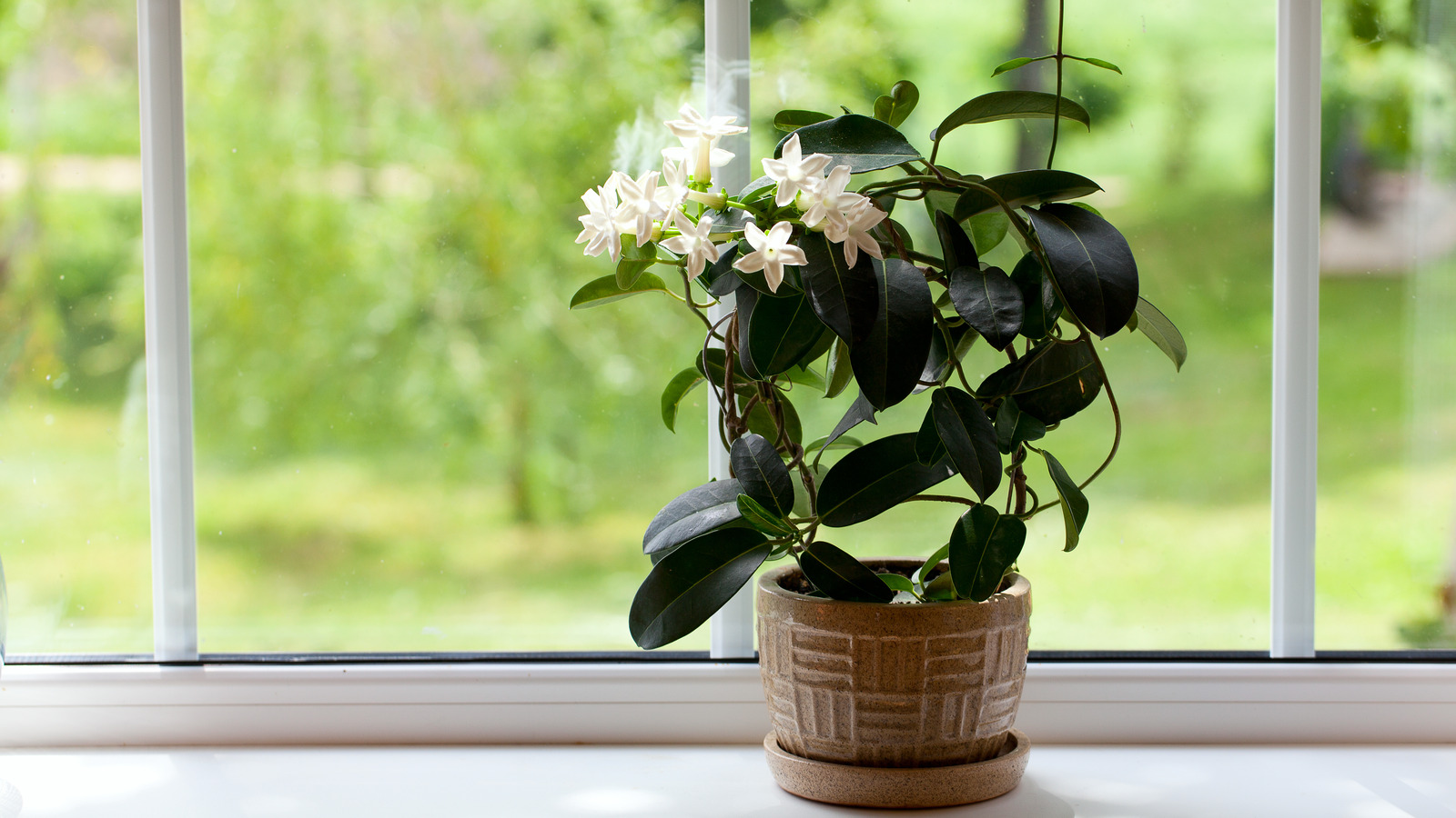 jasmine flower