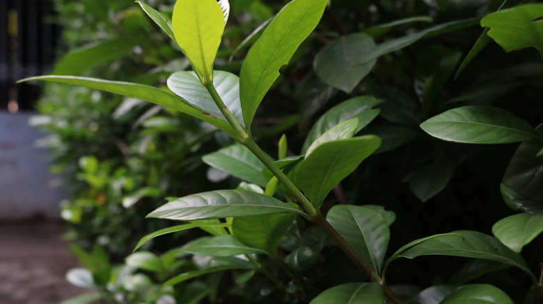 jasmine which not yet bloomed