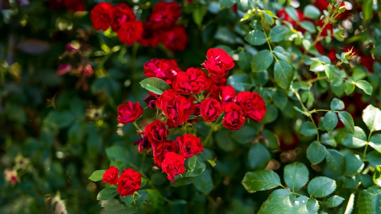 Rose bush with red blooms