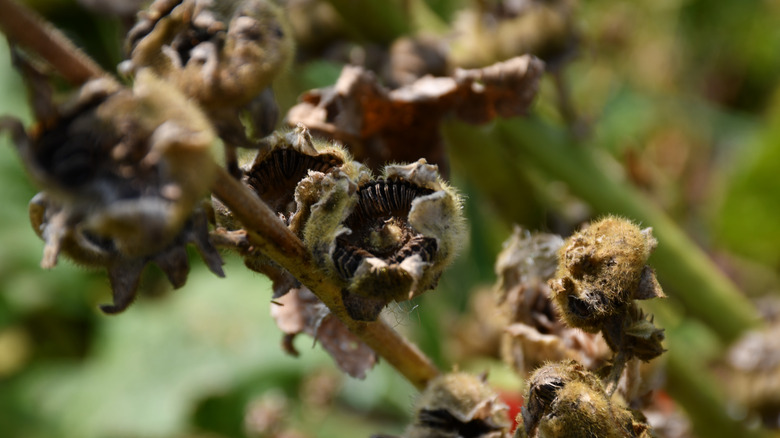 hollyhock seedheads on plant stems