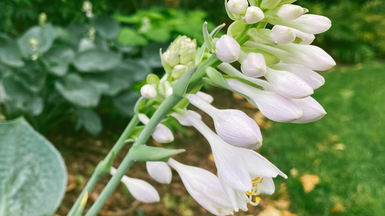 hostas with purple flowers