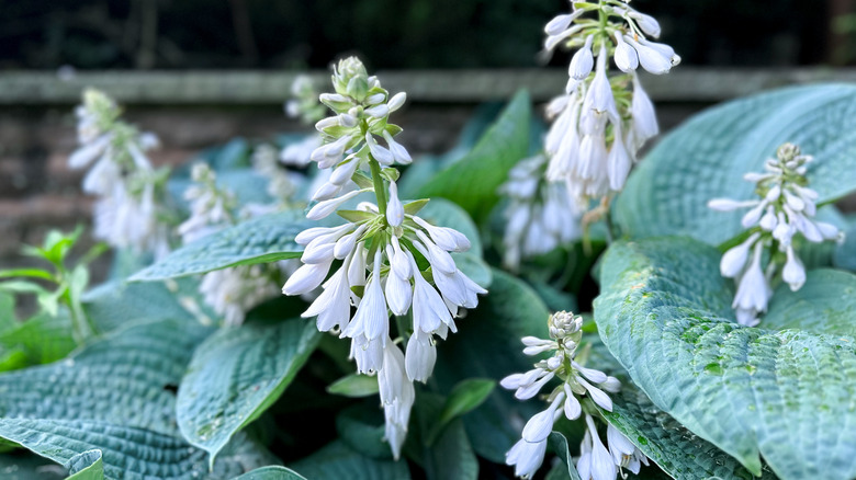 white flowering hosta