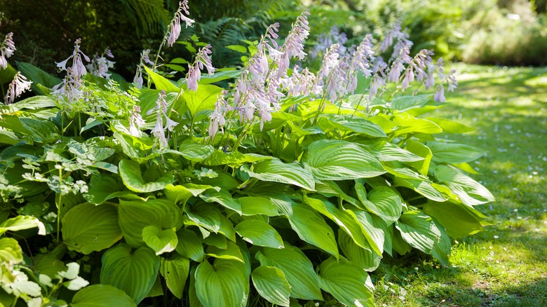 flowering hosta