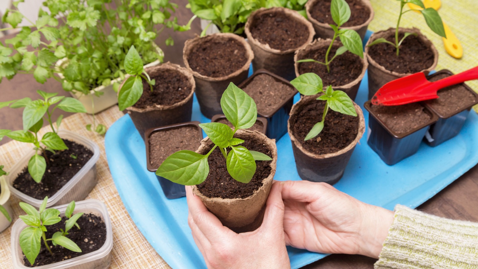 When You Should Sterilize Potting Soil And How To Do It Right