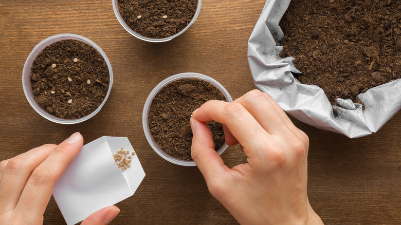 person planting seeds in containers