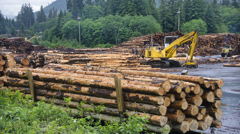 A yellow front end loader sits in the middle of a logging operation in British Columbia