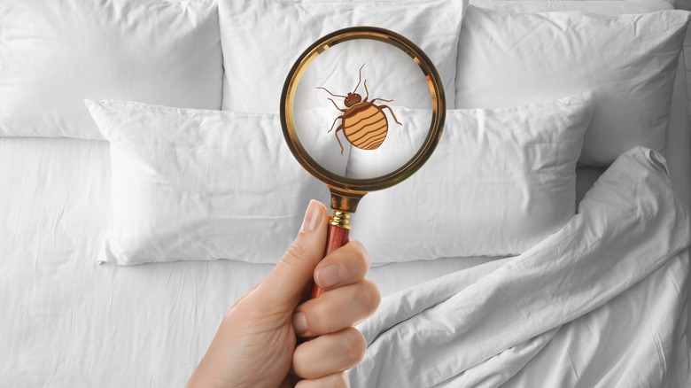 Where Do Bed Bugs Come From   More On These Blood Suckers 1675598085 