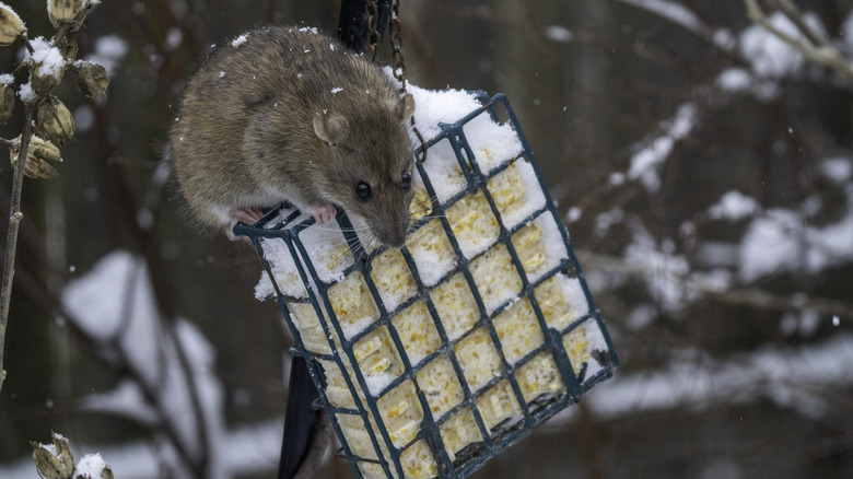 Rat clinging to a suet feeder in the snow