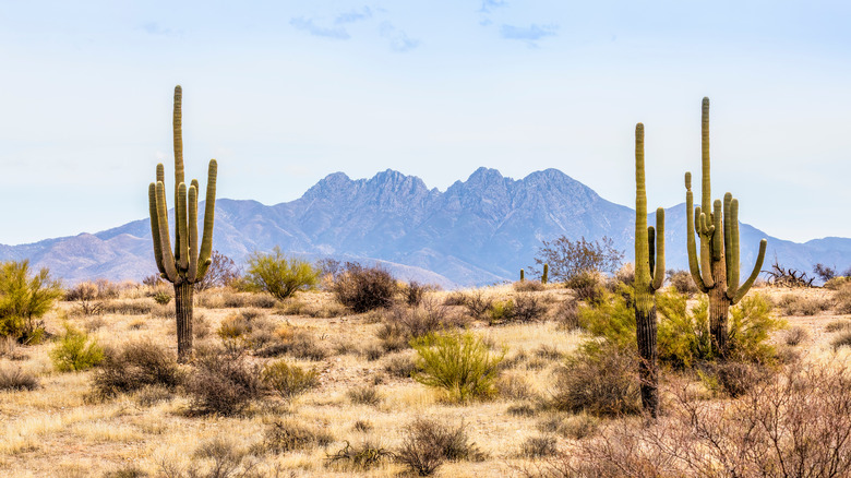 saguaro cactus in the desert