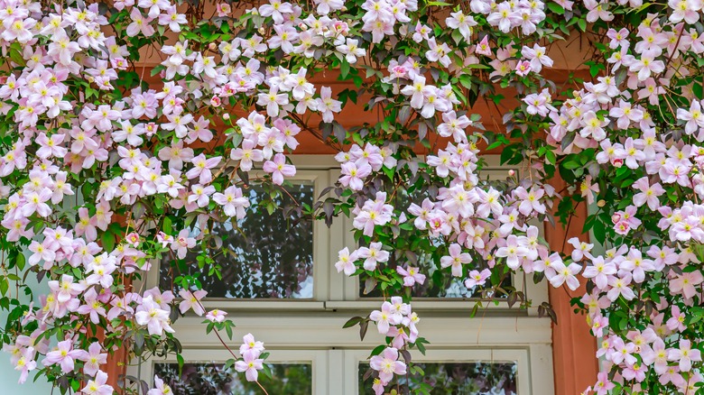 montana clematis