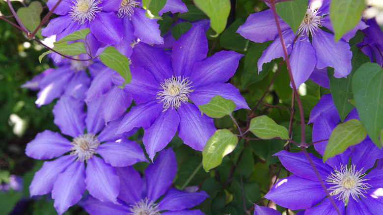 purple clematis