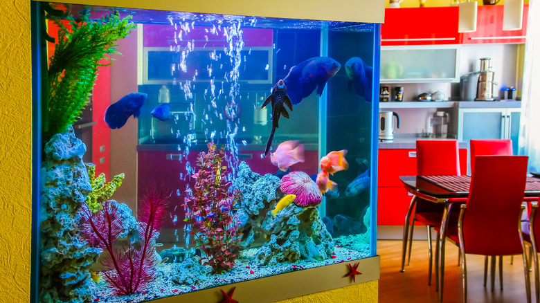 Fish tank in apartment