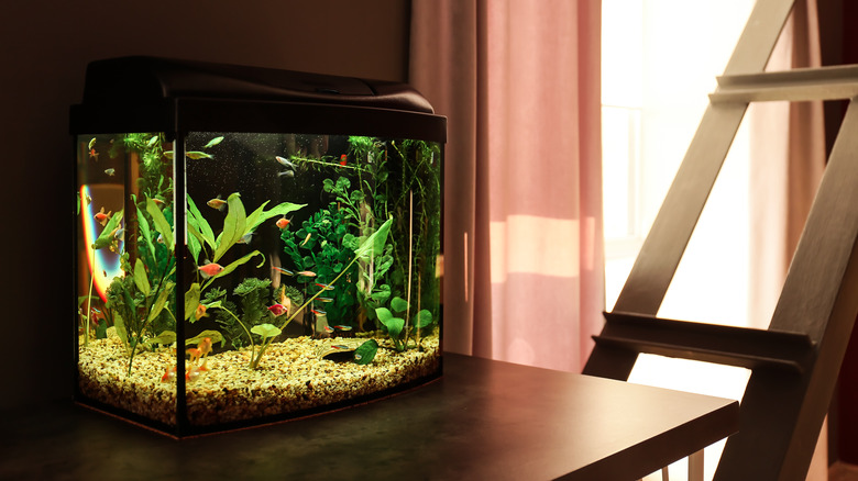 Fish tank on table