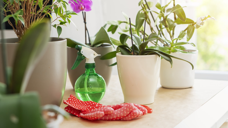 Orchids and spray bottle near window