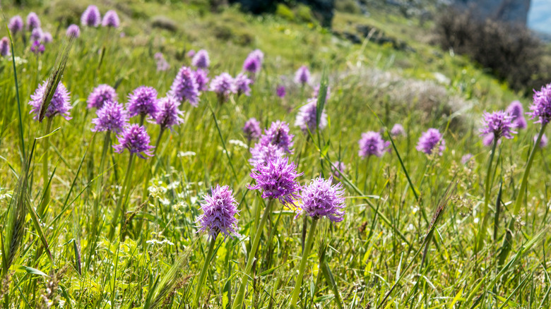 Orchis italica growing in field