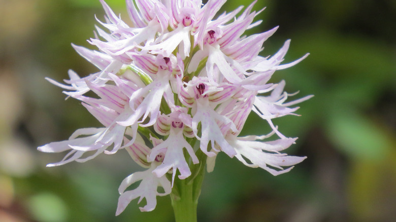 Orchis italica naked man orchid
