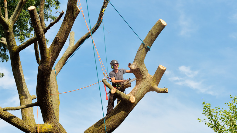 Arborist with ropes in tree