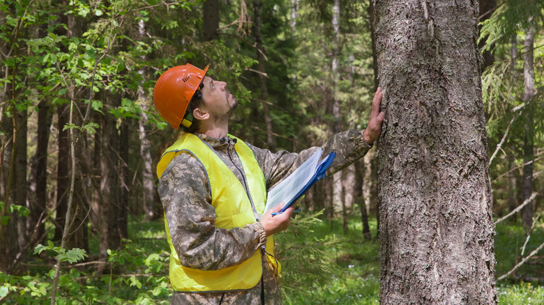 Forest service worker examining tree