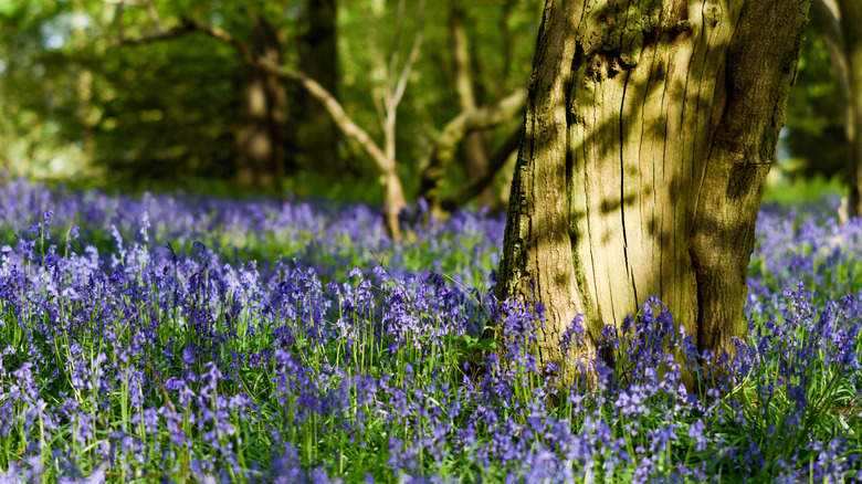 bluebells growing in shade under trees