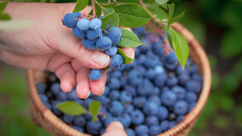 Picked blueberries in a basket