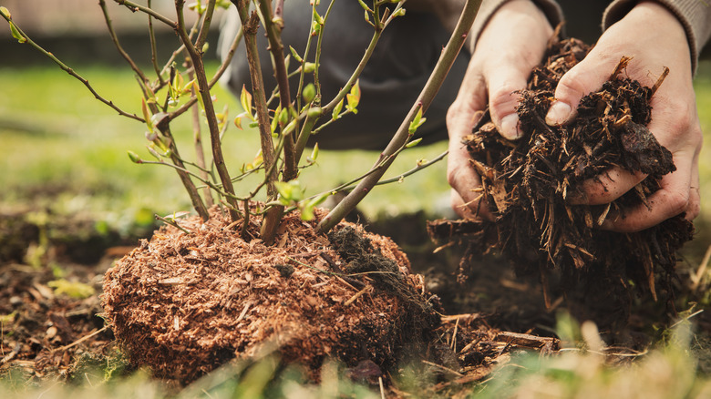 Hands planting a blueberry bush