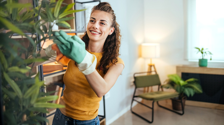 Woman cleaning houseplant leaves