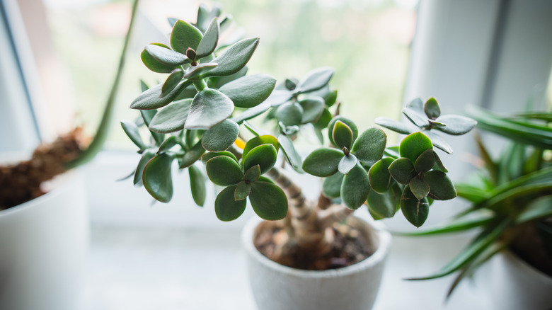 jade plant by a window