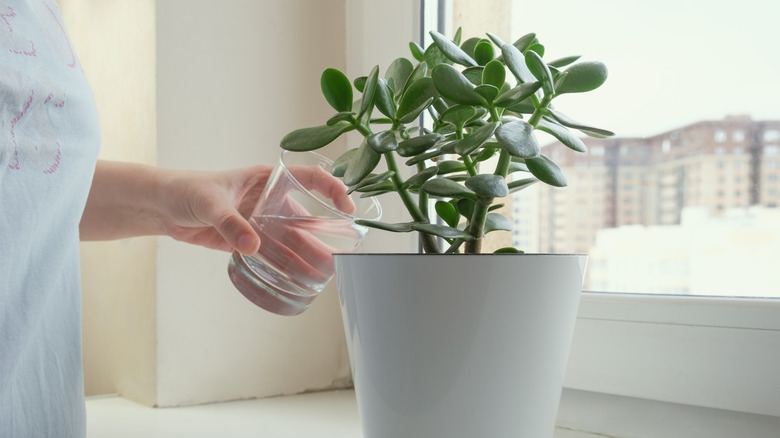 woman watering a jade plant