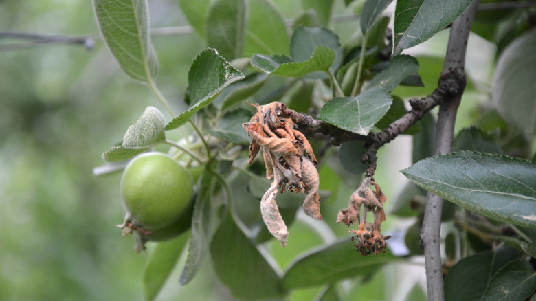 Fire blight on apple tree